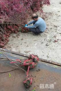 高度100厘米红花继木