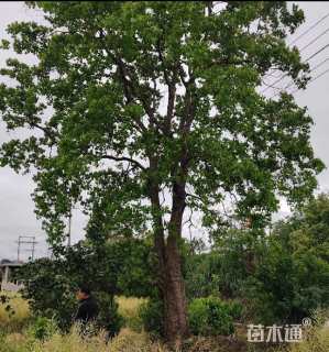 20公分乌桕