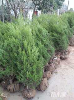 高度50厘米蜀桧