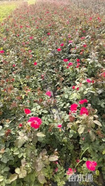 高度30厘米丰花月季