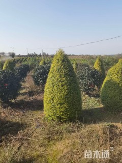 冠幅50厘米亮晶女贞球