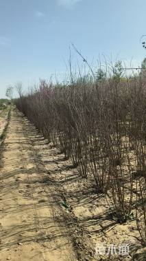 高度200厘米丛生紫薇