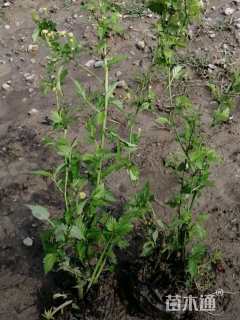 高度40厘米棣棠