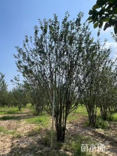 高度500厘米丛生西府海棠