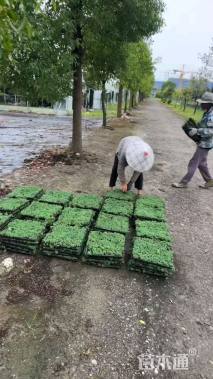 高度5厘米中华景天