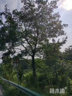 20公分朴树