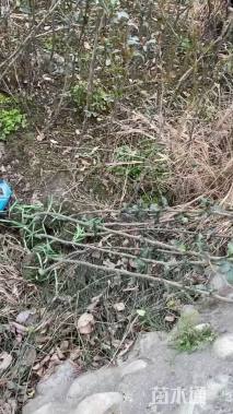 高度180厘米贴梗海棠