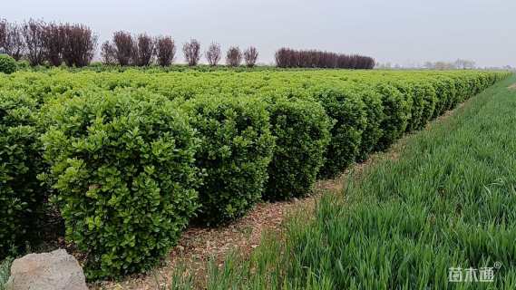 冠幅80厘米大叶黄杨球