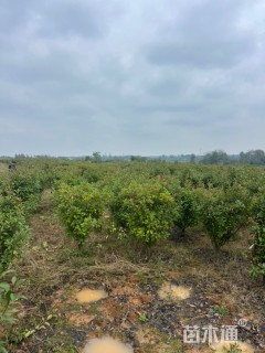 高度160厘米红叶石楠柱