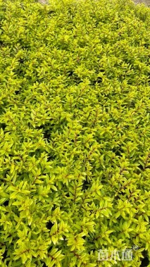 高度15厘米金叶满天星