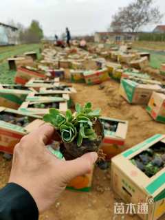 高度10厘米八宝景天