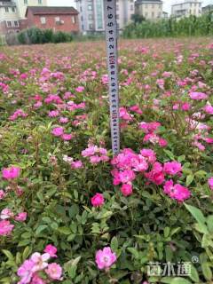 高度30厘米丰花月季