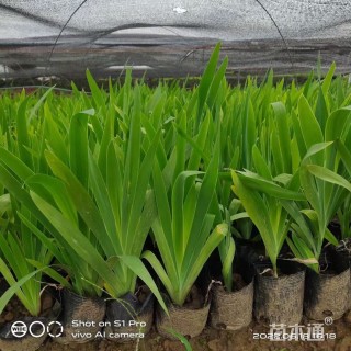 高度50厘米马莲