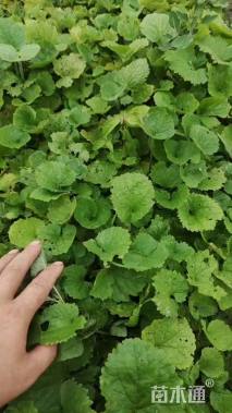 高度20厘米二月兰