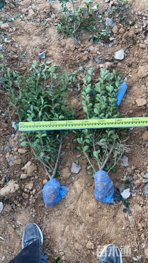 高度60厘米大叶黄杨小苗