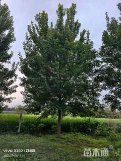 20公分美国红枫