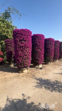 高度300厘米三角梅柱