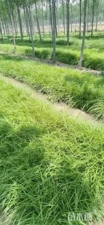高度25厘米崂峪苔草