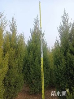 高度250厘米桧柏