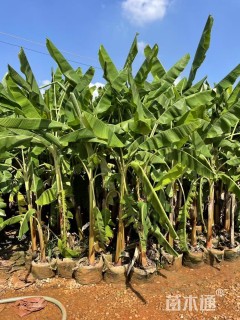 高度100厘米六道木