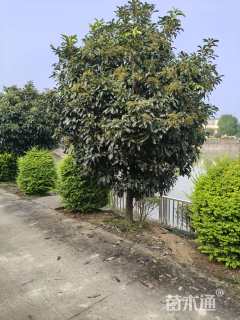 高度350厘米中华石楠