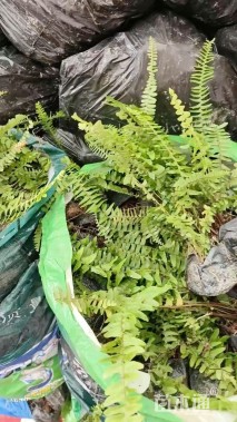 高度30厘米肾蕨