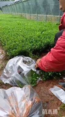 高度15厘米满天星