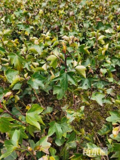 高度20厘米熊掌木小苗
