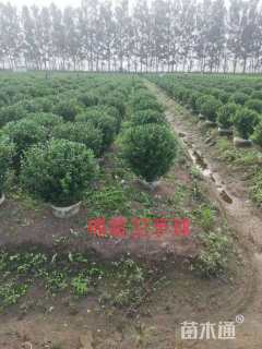 高度70厘米胶东卫矛