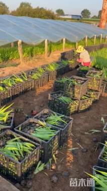 高度26厘米鸢尾