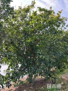 高度250厘米丛生胡柚