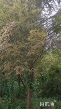 16公分墨西哥落羽杉