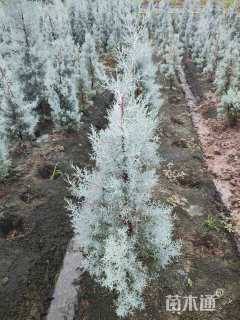 高度100厘米蓝冰柏