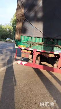 高度20厘米剪秋罗