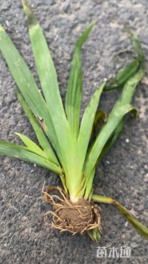 高度25厘米鸢尾