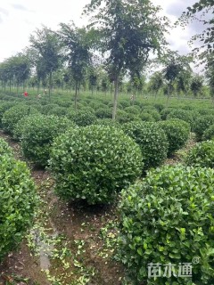 高度80厘米卫矛