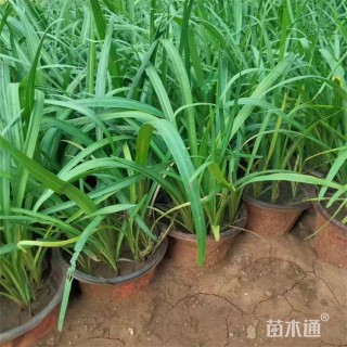 高度25厘米蛇鞭菊