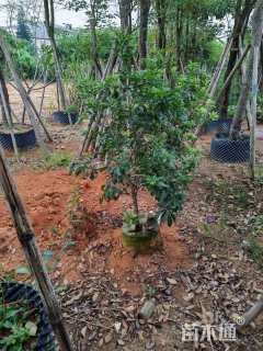 高度80厘米杨梅小苗
