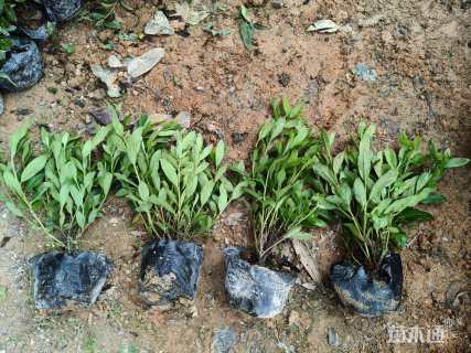 高度35厘米毛鹃