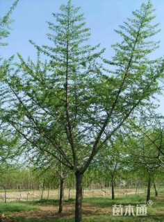 15公分嫁接银杏