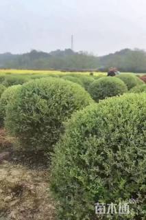 冠幅100厘米银姬小蜡球