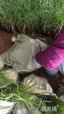 高度60厘米细叶芒