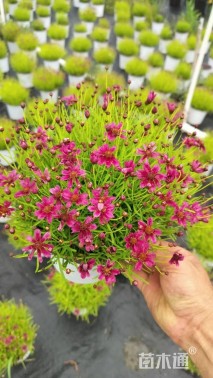 高度30厘米金鸡菊