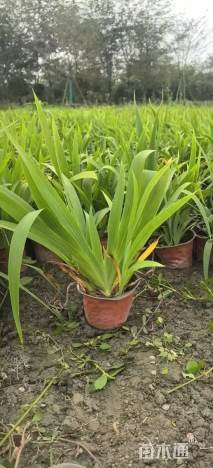 高度30厘米德国鸢尾