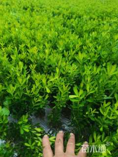 高度30厘米瓜子黄杨