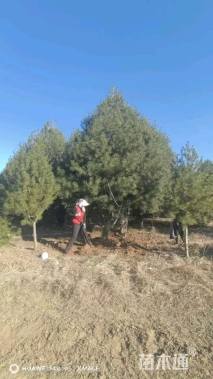 高度600厘米白皮松