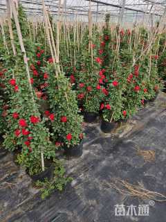 150厘米藤本月季