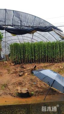 高度40厘米荷花