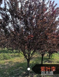 15公分紫叶李