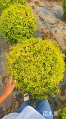 高度150厘米金禾女贞